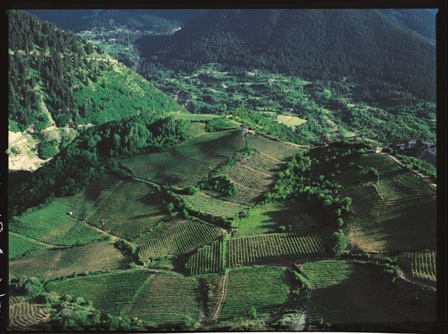 Κατώγι Αβέρωφ Alba di Munte Traminer - Image 4