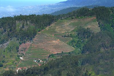 Henriques & Henriques Finest Dry 5 years old - Image 2