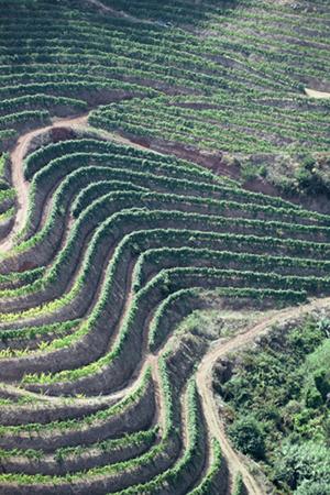 Henriques & Henriques Finest Full Rich 5 years old - Image 2